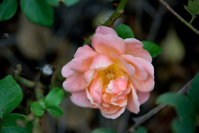 Close-up of pink rose