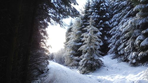 Snow covered trees against sky