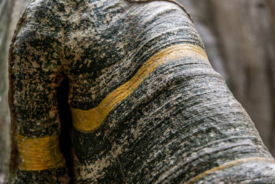 Close-up of tree trunk