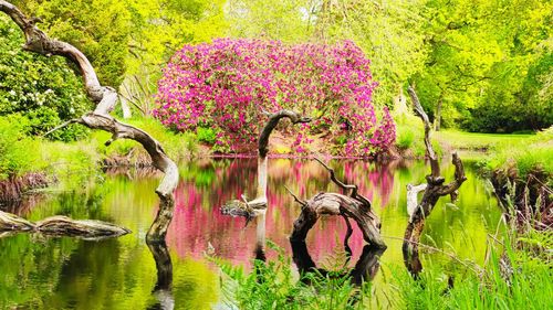 View of flowers by plants in lake