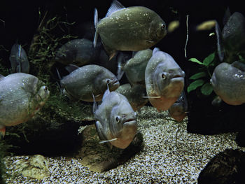 Close-up of fishes swimming in aquarium