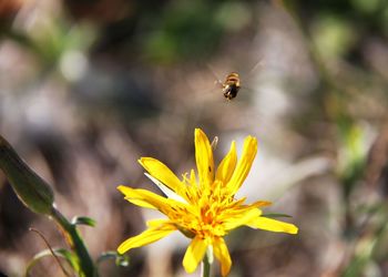 Close-up of bee pollinating on yellow flower