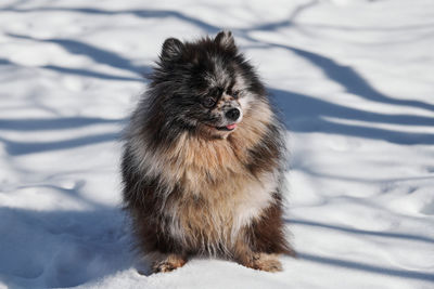 Dog running on snow