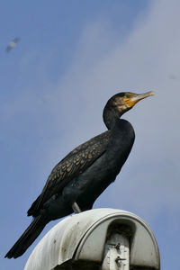 Close-up of bird perching on wall