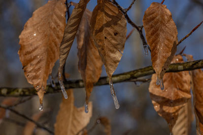 Winter season frozen leaves