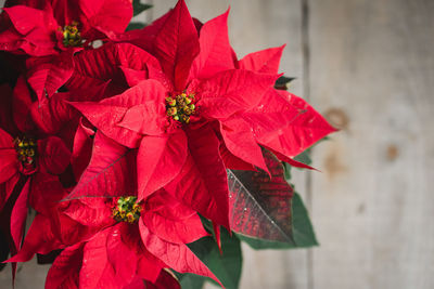 Close up of a red christmas poinsettia plant on a wooden table.