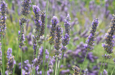 Close-up of purple flowering plants on field