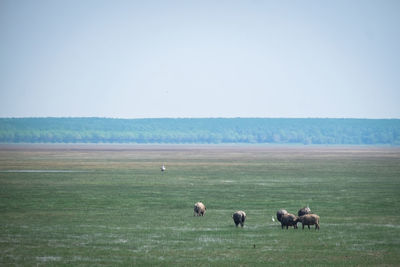 View of sheep on grassy field