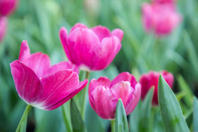 Close-up of pink tulips