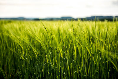 Cereal plants growing on field against sky