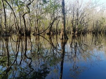 Reflection of trees in lake