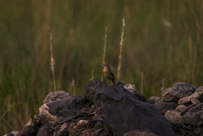 Bird perching on rock