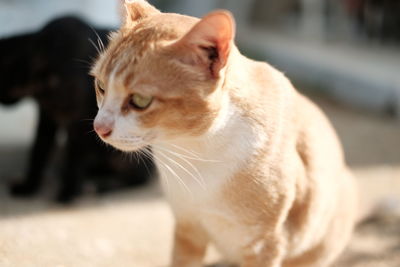 Close-up of a cat looking away