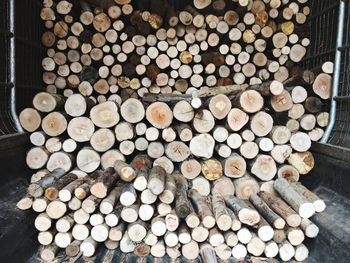 Stack of logs in forest
