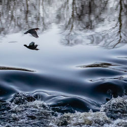 Bird flying over streaming water