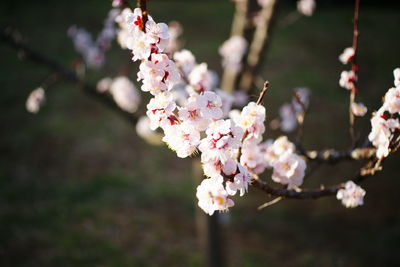 Close-up of cherry blossoms in spring