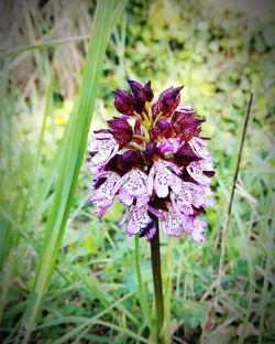 Close-up of purple flower blooming on field