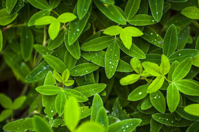 Fresh clover leaves with morning dew and water droplets. macro nature patterns and textures 
