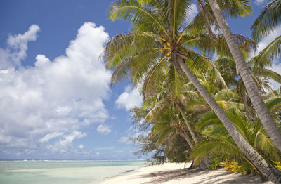 Palm trees on beach against sky