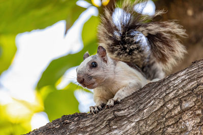 Close-up of squirrel on tree