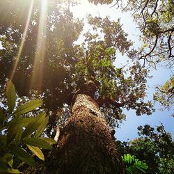 Low angle view of trees against sky