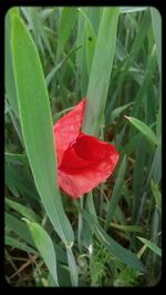 Close-up of red flower