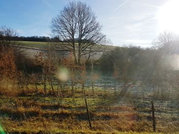 Bare trees on field against sky