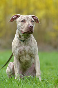 Dog looking away while sitting on grass