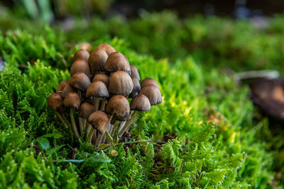 High angle view of mushrooms growing on field