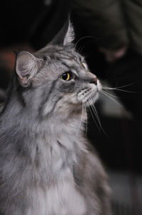 Close-up of maine coon cat