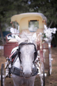 Close-up of plant against blurred background
