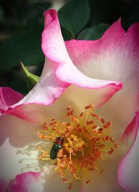 Close-up of pink flowers blooming outdoors