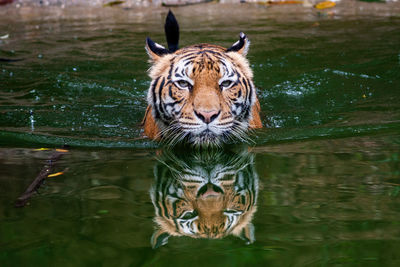 Portrait of tiger drinking water