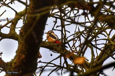 Low angle view of bird perching on tree against sky