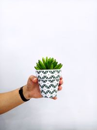 Holding leaf over white background