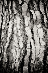 Full frame shot of tree trunk