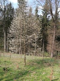 Trees growing on field against sky