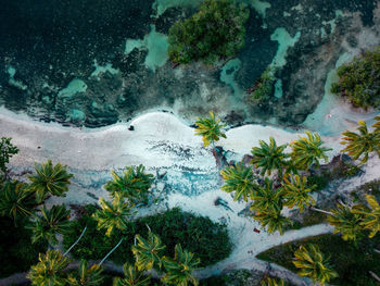 High angle view of palm trees and river