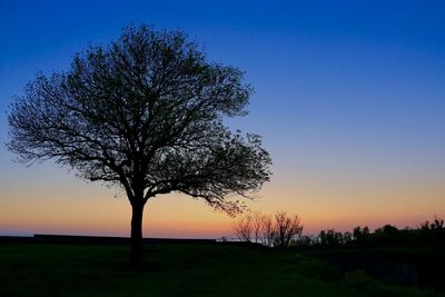 Silhouette of tree at sunset