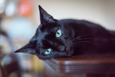 Close-up of black cat