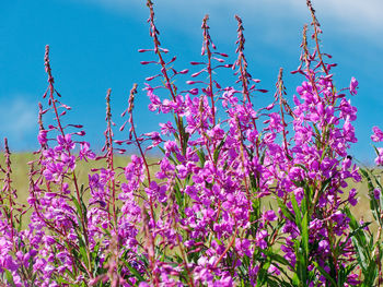 Low angle view of pink flowering plant