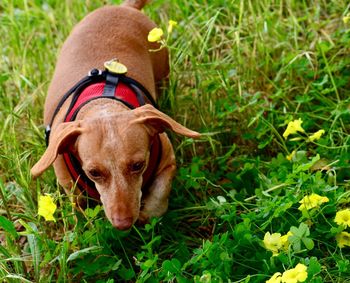 Portrait of puppy on field