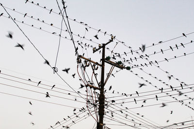 Low angle view of birds flying against sky