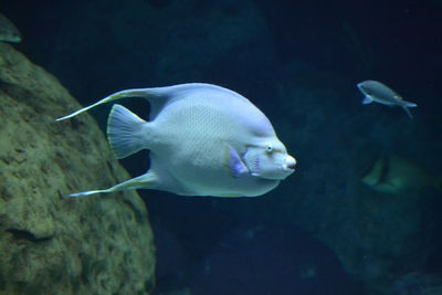 Fish swimming in sea