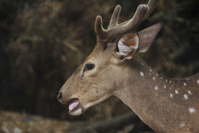 Close-up shot of  indian deer