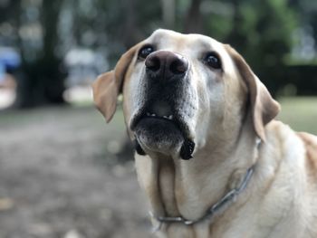 Close-up of dog looking away