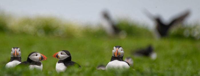 View of birds on field