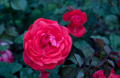 Close-up of pink rose