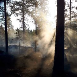 Silhouette trees in forest