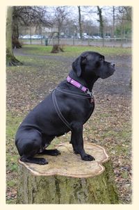 Dog relaxing on grassy field